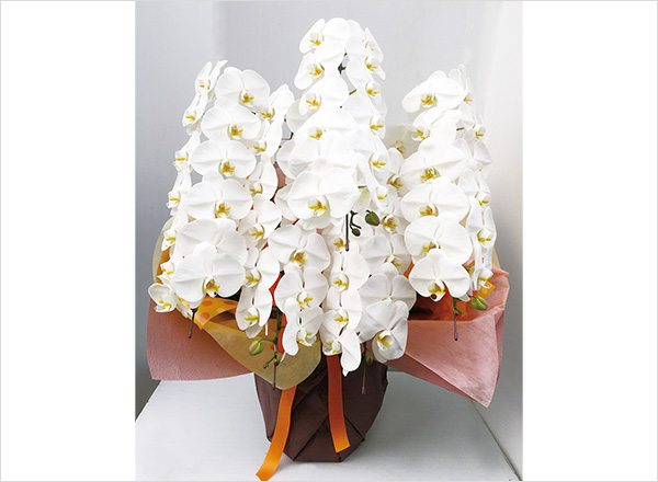 A.大輪・白5本立