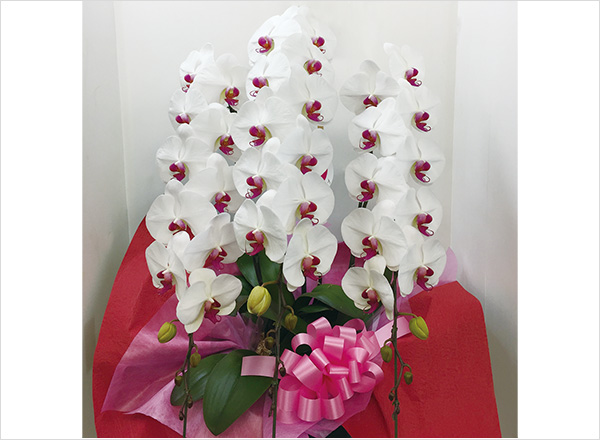 C.大輪・白赤3本立