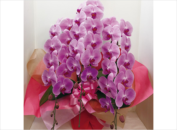 D.大輪・ピンク3本立