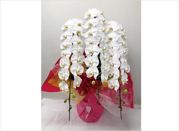 E.大輪・白3本立